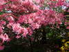  Red Rhododendron
